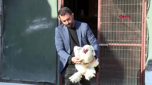Manisa fabrikadaki işini bırakıp, yetiştirdiği süs tavuk ve horozları geçim kaynağı oldu
