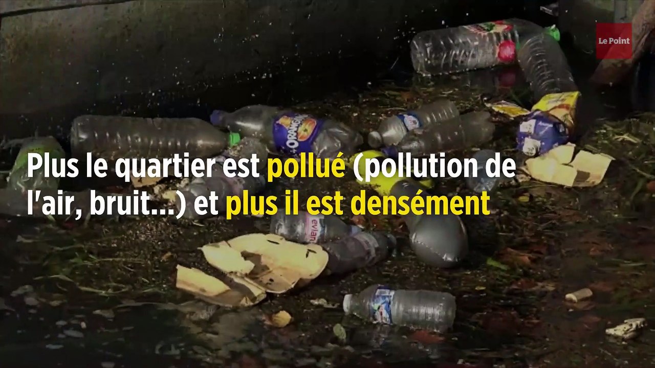 À Paris, les pigeons sont victimes des… coiffeurs