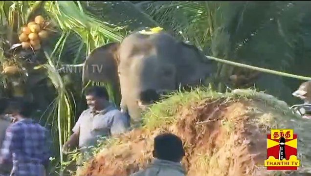 மனிதர்களை தாக்கி பழகிய காட்டு யானை அரிசி ராஜா | Arisi Raja