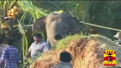 மனிதர்களை தாக்கி பழகிய காட்டு யானை அரிசி ராஜா | Arisi Raja