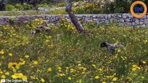 Une chienne abandonnée par ses maîtres se cachait dans les buissons...