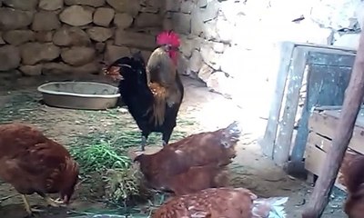 Horoz tavuk ciftlesmesi denizli horozun otusu sesi tavuk sesi tavuk horoz ciftlesmesi