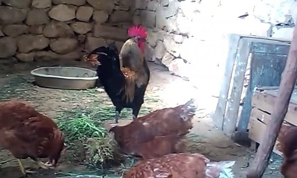 Horoz tavuk ciftlesmesi denizli horozun otusu sesi tavuk sesi tavuk horoz ciftlesmesi