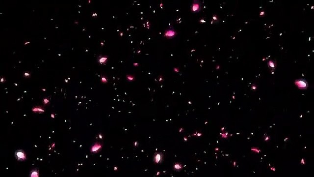 Hiệu ứng hoa anh đào rơi màu hồng cực đẹp - Thành Trung Official