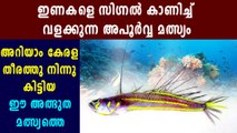 New Signal Fish Discovered From Kerala Coast | Boldsky Malayalam