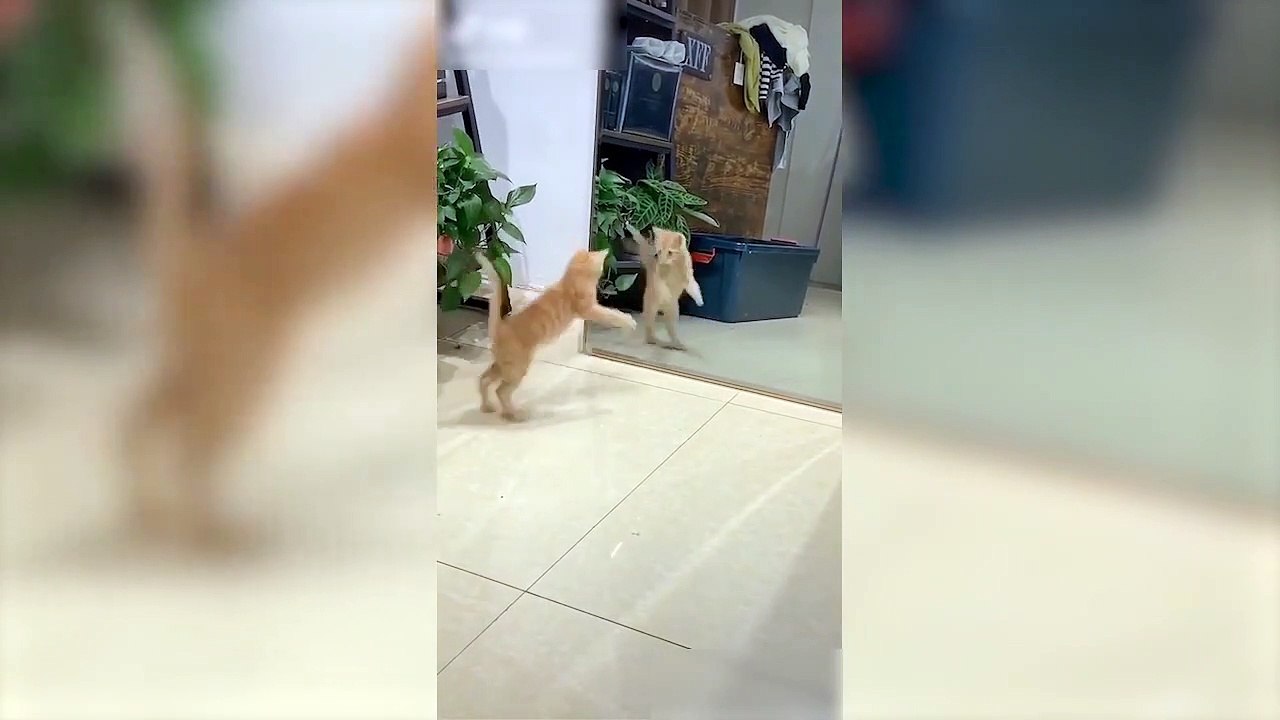 看把你万博吓的，多学学你爹天天问镜子谁帅…