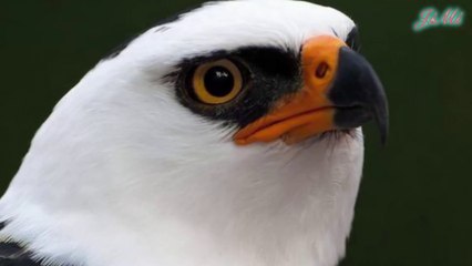 Chim Săn Mồi Ưng Đen Trắng