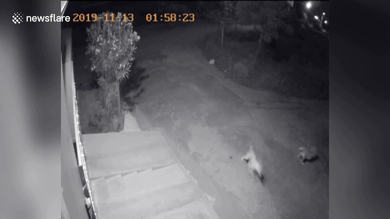 Neighbourhood dogs chased off by herd of wild elephants in south India