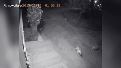 Neighbourhood dogs chased off by herd of wild elephants in south India