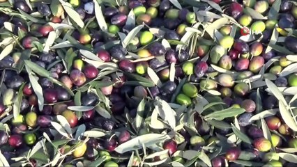Zeytin yağında doğru bildiğimiz yanlışlar