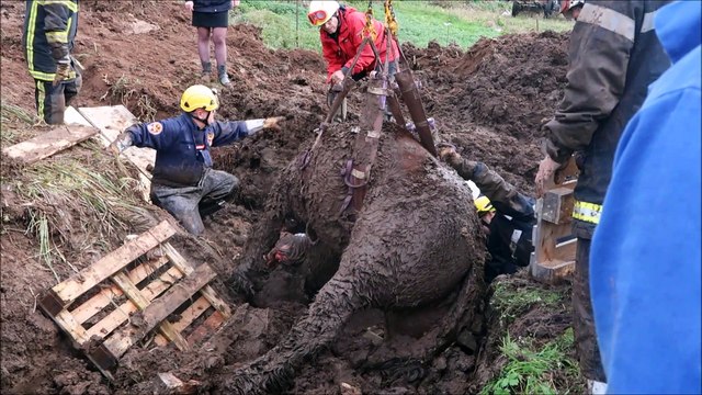 Saint-Dié : le sauvetage du cheval pris dans la boue