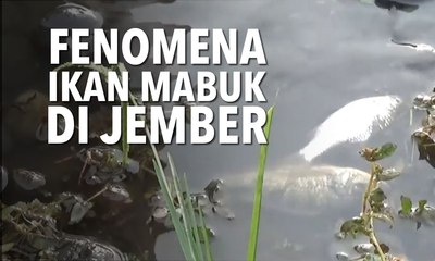 Warga Kaliwates Berburu Ikan Mabuk di Sungai