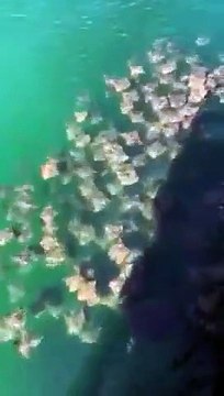 Il filme des centaines de raies qui nagent ensemble en floride