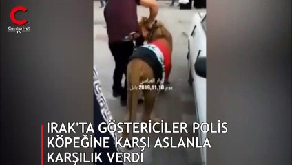 Göstericiler polis köpeğine karşı aslanla karşılık verdi!