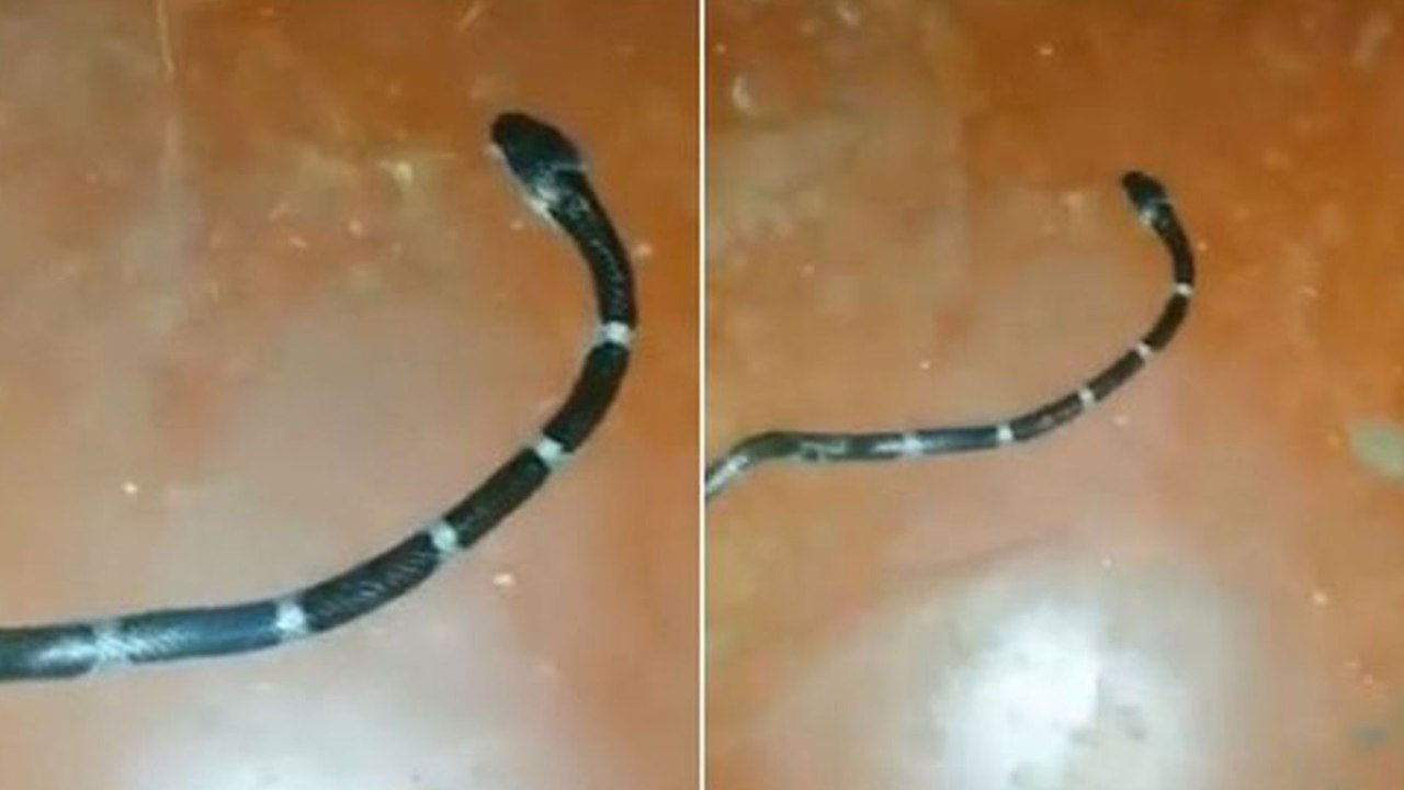 Kids surprisingly escape from snake attack | Oneindia Malayalam