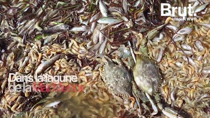 En Espagne, des milliers de poissons et crustacés retrouvés morts