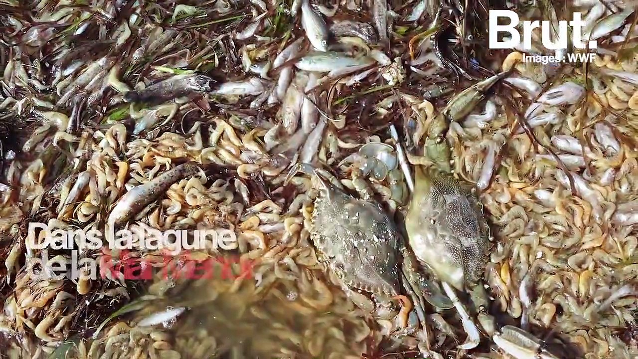 En Espagne, des milliers de poissons et crustacés retrouvés morts