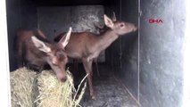 Afyonkarahisar tedavisi yapılan 3 yavru kızıl geyik eskişehir'e gönderildi