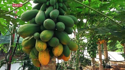 Çocukken okuduğu kitaptan etkilendi, tropikal meyve serası kurdu