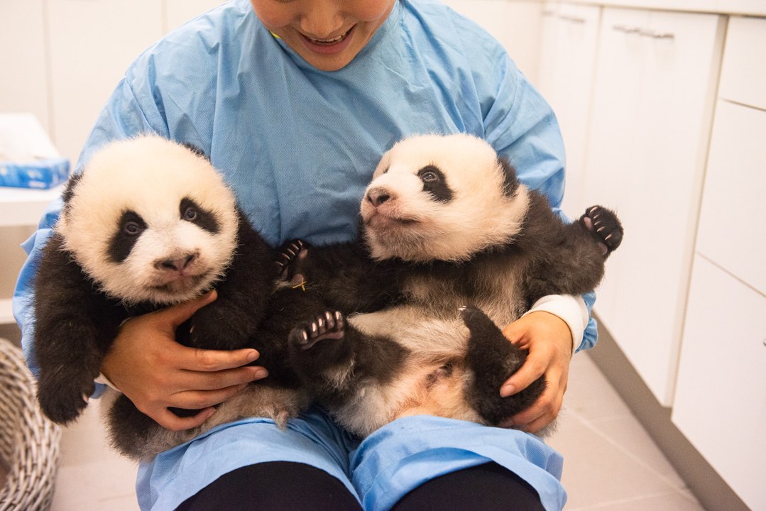 Les jumeaux Pandas de Pairi Daiza ont bien grandi !