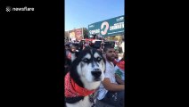 Husky howls along with demonstrators taking part in Lebanon's protests