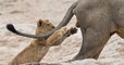 Ce cliché amusant d'un lionceau jouant avec la queue d'un lion, élue photographie animalière la plus drôle de l'année