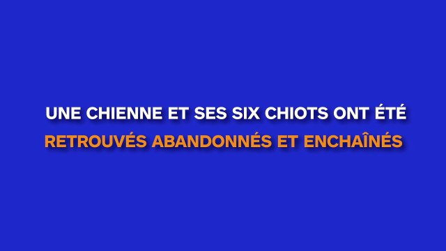 Une chienne avec ses six chiots retrouvés, affamés, déshydratés et enchaînés à une barrière