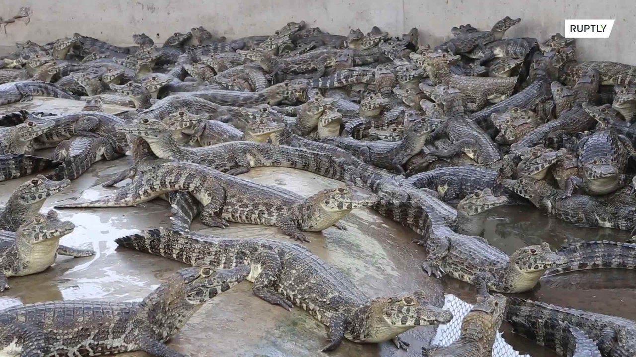 Farm offers shelter to caimans escaping Pantanal wildfires