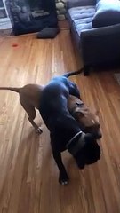 Hilarious Pups Playing