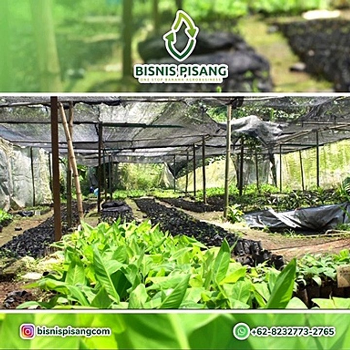 WA +62 823-2773-2765 GROSIR Bibit Pisang Sunfresh