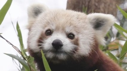Conoce a las estrellas del zoo de Zagreb, dos cachorros de panda rojo