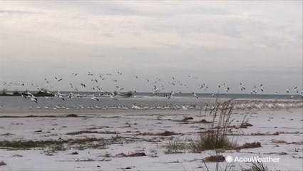 White pelicans migrating south for the winter