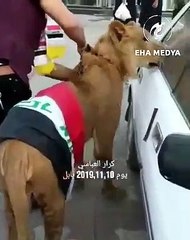 Polis müdahaleye köpekle gelince eylemciler aslan getirdi