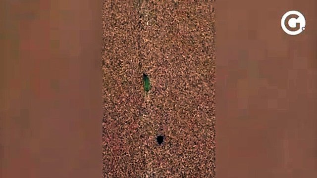 Manchas de óleo atingem praia de Jacaraípe, na Serra