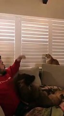 Ce chat montre à son maître qui est le boss de la maison