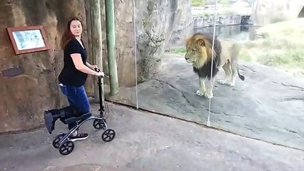 On dirait bien que ce lion veut la trottinette...