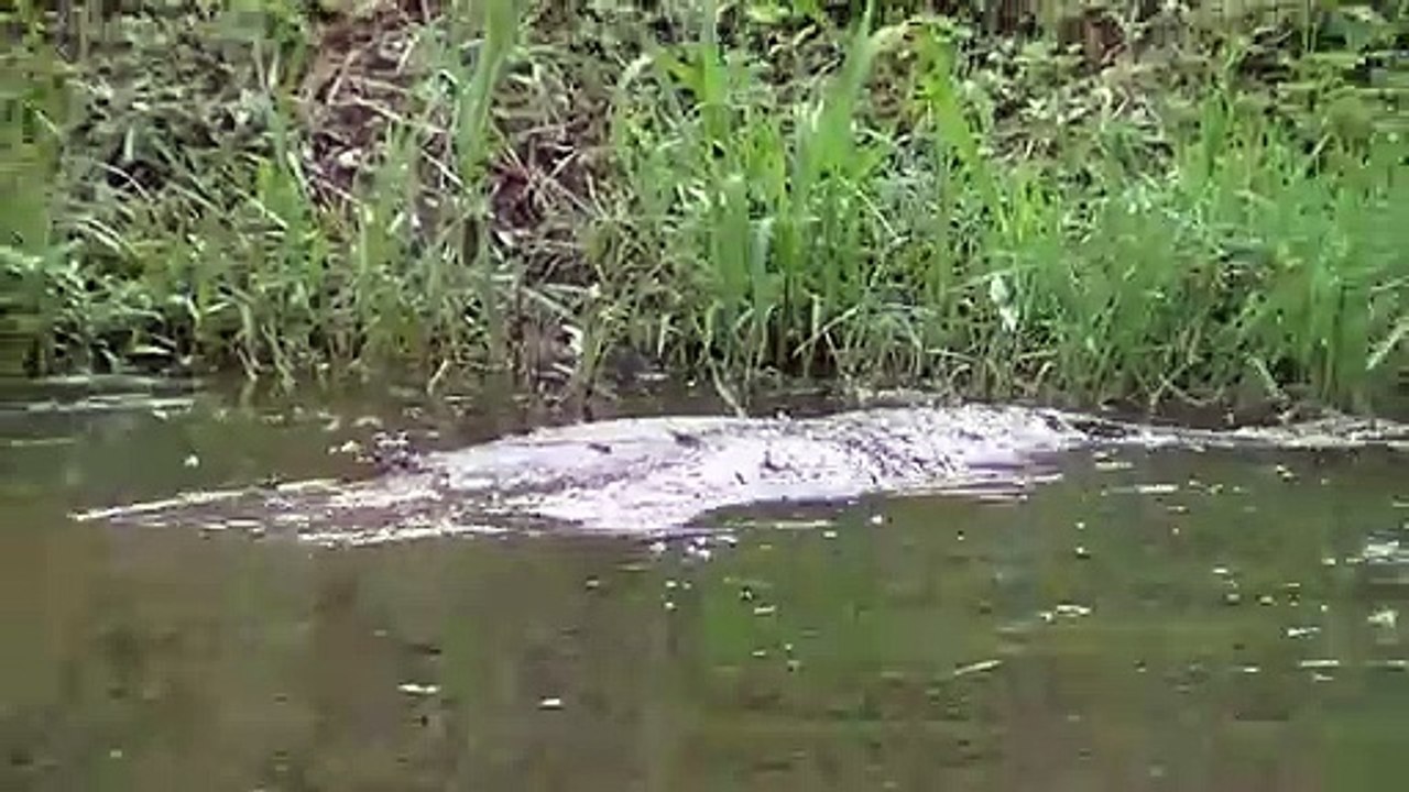 Mais quelle est cette créature mystérieuse filmée par un pêcheur au brésil?