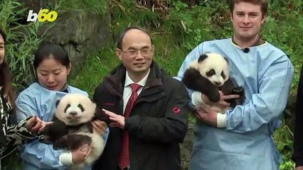 Panda-Monium! Belgium's Giant Pandas Get Their Names