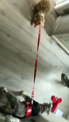 Puppy Trying to Walk His Big Brother