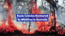Koala Colonies Decimated by Wildfires in Australia