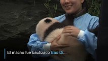 Pandas gigantes del zoo de Bélgica ya tienen nombre