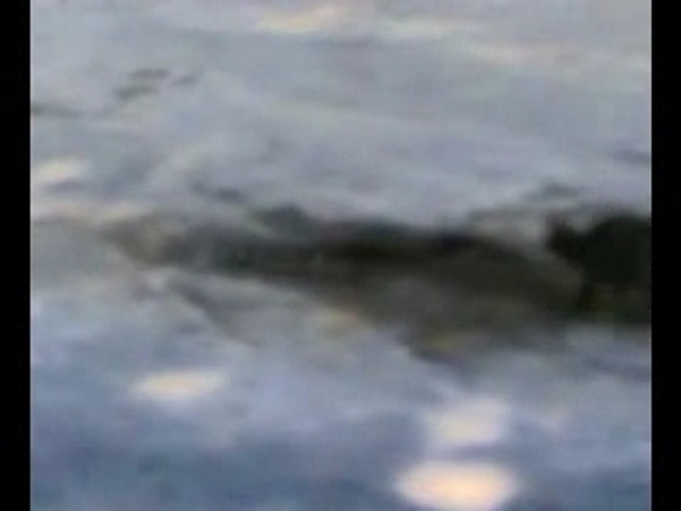 Chaton parc en folie