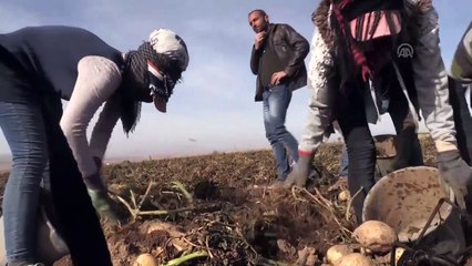 (TEKRAR) Bitlis'te patatesten 260 milyon liralık gelir hedefleniyor