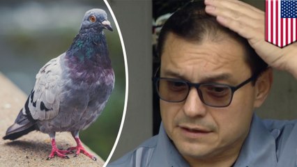 鳥被害について熱弁する議員の頭上に鳩のフンが直撃 - トモニュース