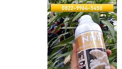 PILIHAN TERBAIK! TELP/SMS/WA : 0822-9964-5450 (Tsel), Grosir Murah Vitamin Baglog Jamur Tiram Putih Coklat Wonogiri Sukoharjo Klaten,