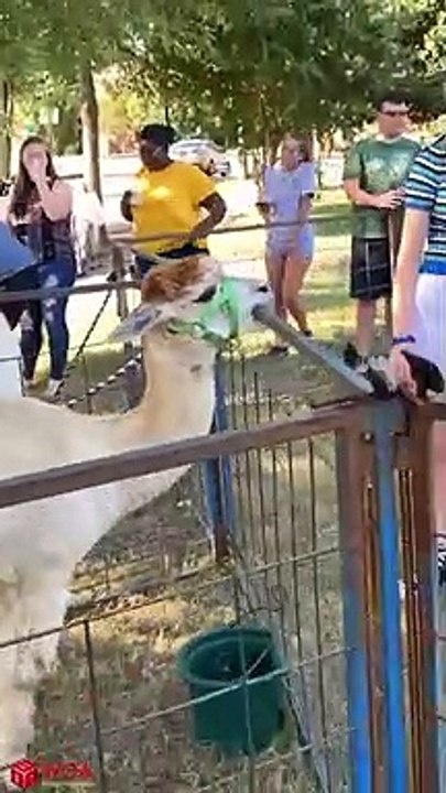 Challenge to stop laughing Super FUNNY VIDEOS compilation! #3_2