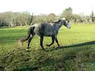 Isis le 8 fev 2008 lendemain manip ostéo