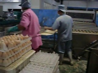 Grading day old chick - fascinating but makes you want to be vegitarian