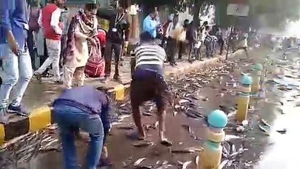Un accident de camion provoque un raz-de-marée de poissons vivants dans la rue