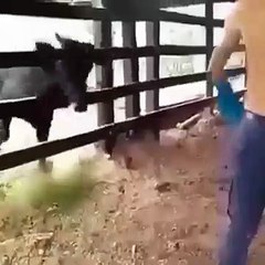 Un homme a la mauvaise idée de provoquer une vache derrière une barrière